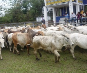 Dairy Farming Encounter - Cumaral. Source: Uff.Travel