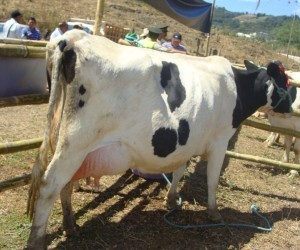 Fair Livestock and Agrobusiness - Catama. Source: diariocentinela.com
